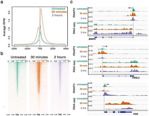 Chip Seq Binding Distribution Of Rna Polymerase Ii In Oxidative Stress