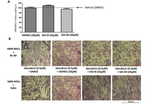 Figure S Viability And Morphology Of Hbm Mscs And Hbm Mscs After