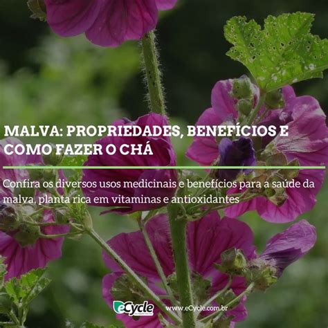 Malva propriedades benefícios e como fazer o chá eCycle Malva