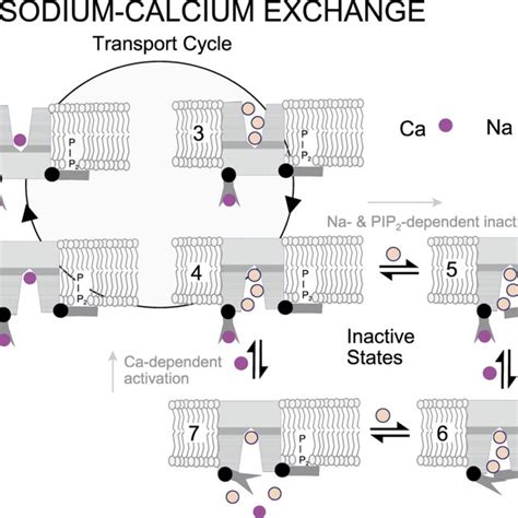 Ion Transport Cycle And Inactivation Reactions Of The Cardiac NCX1