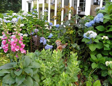 A Breath of Fresh Air: Blue Hydrangeas, my big garden love........