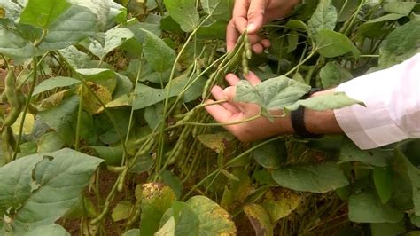 Farm Show MT Novas Tecnologias Prometem Melhores Resultados E Economia