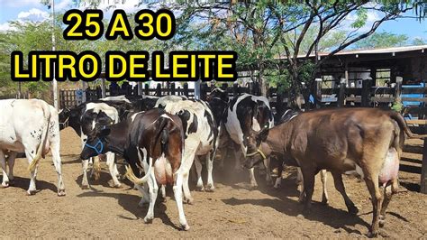 Vacas E Novilhas Leiteiras De A Litros De Leite Por Dia Faz Z