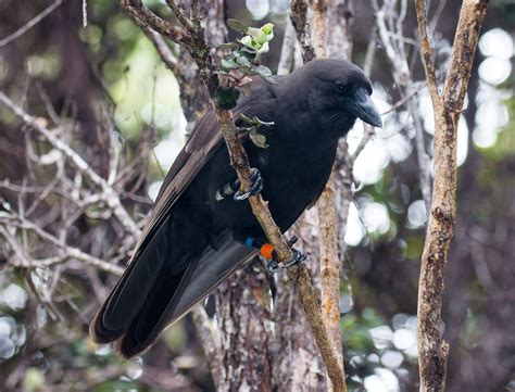 Division of Forestry and Wildlife: Wildlife Program | ʻAlalā