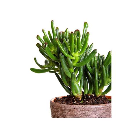 Kwiaty Crassula Ovata Gollum Drzewko Szczęścia