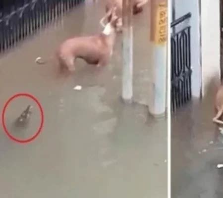 Crocodilo Aparece Em Rua Alagada E Ataca Cachorro Assista