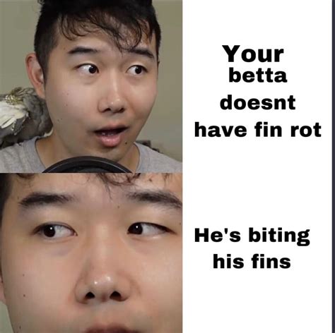 Funny betta meme : r/bettafish