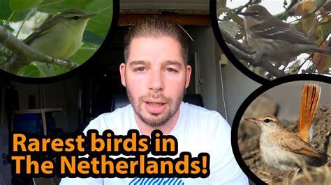 Rarest Birds In The Netherlands Zeldzaamste Vogels In Nederland YouTube