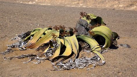 La Welwitschia Mirabilis Origen Hábitat Y Adaptaciones