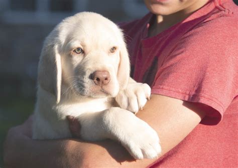 Polar White Labrador Puppies - Kindred Pup