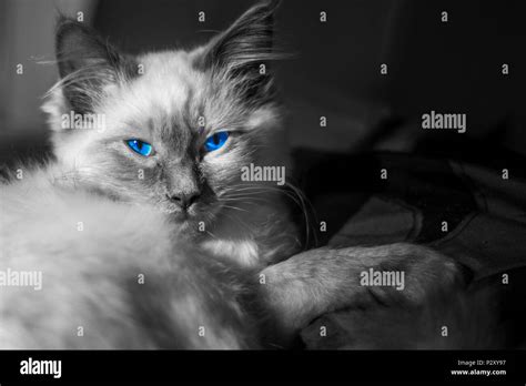 Blue Eyed Kitten Stock Photo Alamy