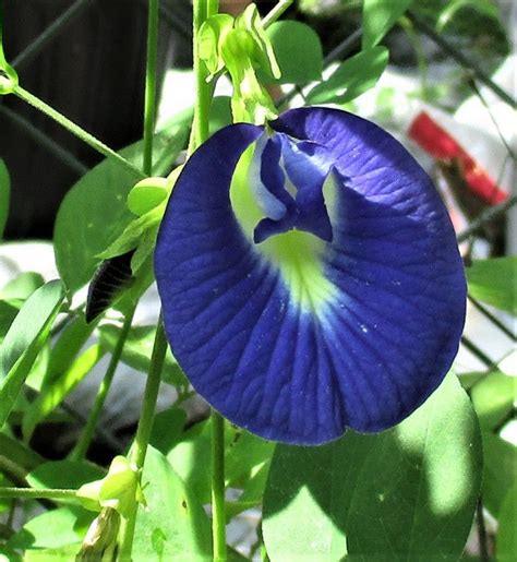 Blue Butterfly Pea Vine Clitoria Ternatea Seeds Seeds Perennials