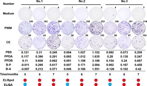 Development And Evaluation Of A Mycobacterium Bovis Interferon Enzyme