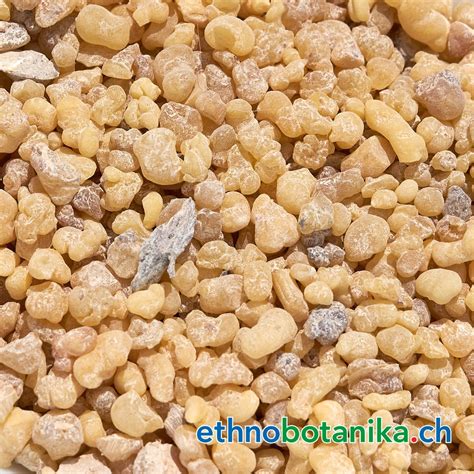 Olibanum - Boswellia carteri - Rohstoff - ethnobotanika gmbh