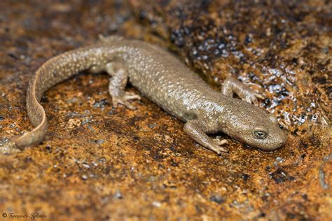 Pyrenean Newt Calotriton Asper Pirineos Fernando Iglesias Flickr