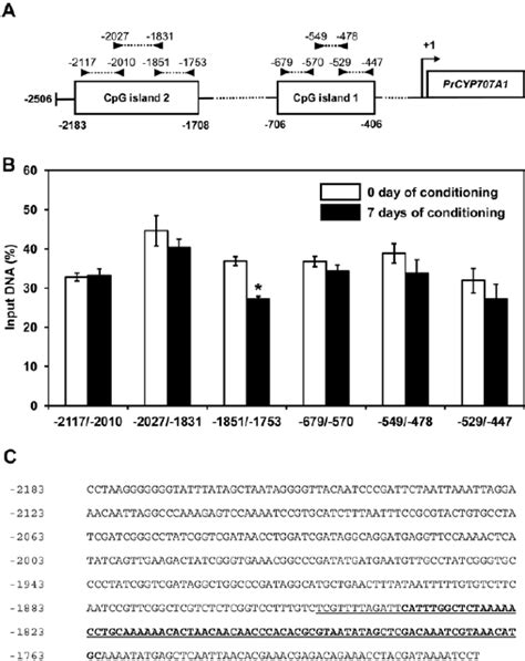 Dna Demethylation Occurs In The Promoter Of Prcyp707a1 A