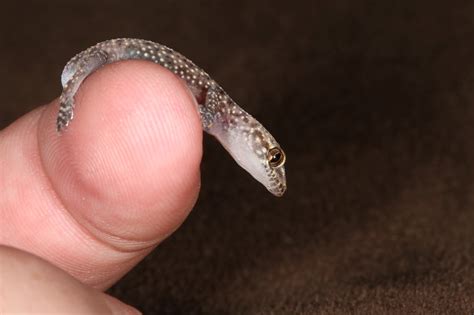 JaredDavidsonPhotography: Baby Mediterranean Gecko