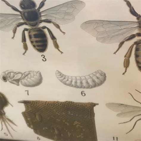 antique bee chart scientific insect chart honey bee chart etsy