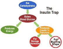 The Role of Insulin in Fat Storage