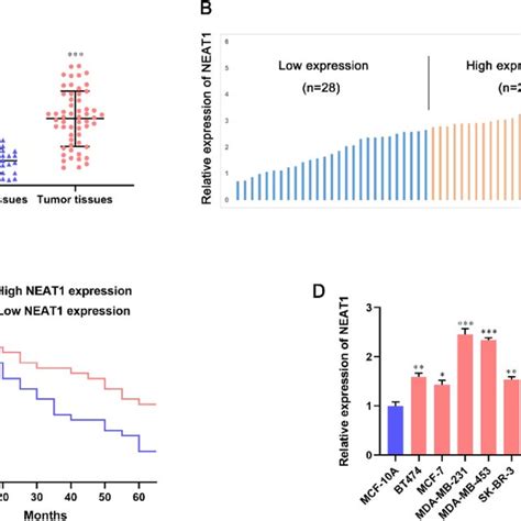 Expression Of LncRNA NEAT1 Is Upregulated In Breast Cancer Tissues And