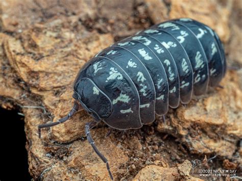 Armadillidium Vulgare Big Spot” Isopod Site