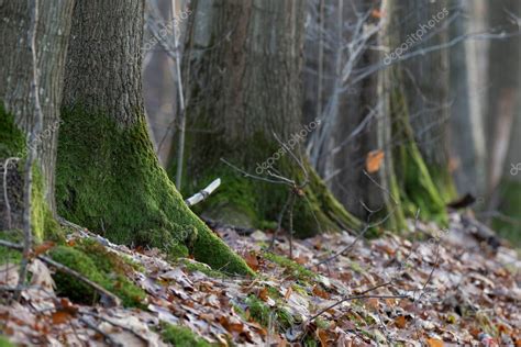 Roble rojo del norte Quercus rubra en plantación en Europa