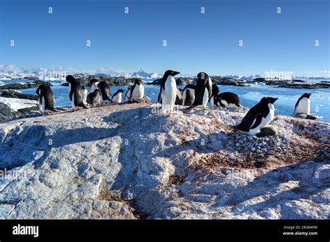 Adélie penguin breeding colony in Antarctica Stock Photo - Alamy