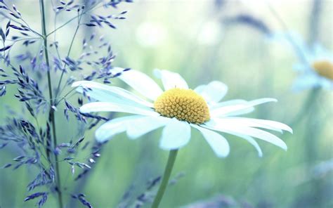 HD Daisy Wallpapers Free Download