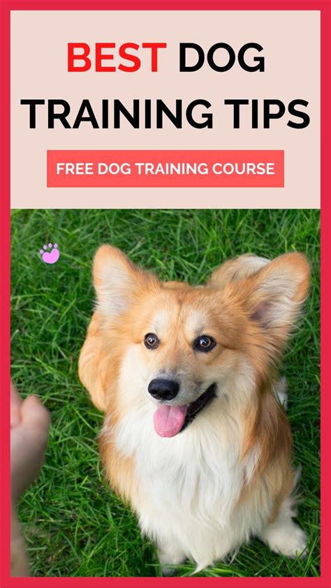 Best Dog Training Tips How To Train Your Dog To Listen To You Puppy