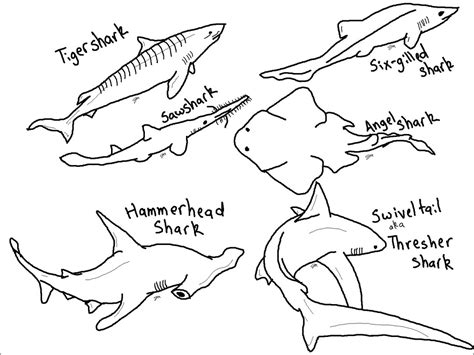 Shark Coloring Pages ColoringBay