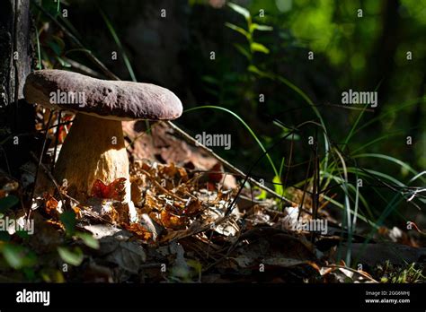 Large Cep Mushroom Under Tree In Forest Royal Porcini Food In Nature