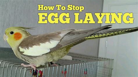 How To Stop Your Bird From Laying Eggs 💡 Discouraging Cockatiel Nesting