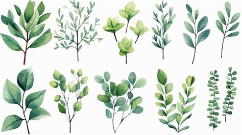 Set Of Green Succulents Isolated On White Background Premium Ai