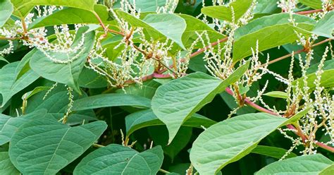 How To Control Japanese Knotweed Lovethegarden