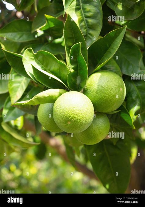 Green Ripe Lime Fruit Citrus Aurantifolia Grow On Tree Branch Fresh Bunch Of Natural Fruits