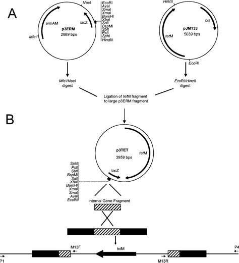 Schematic Of Insertional Mutagenesis Of E Faecalis V583 Response