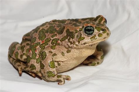 Premium Photo Big Ugly Frog Common European Toad Bufo