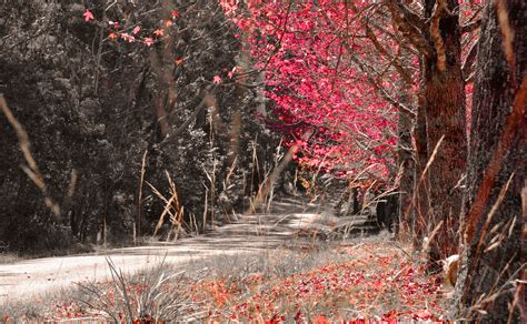 Algoma Canada Forests Autumn Roads Rare Gallery Hd