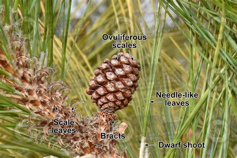 Pinus Canariensis Canary Island Pine Female Strobilus Female Strobilus Pinus Canariensis