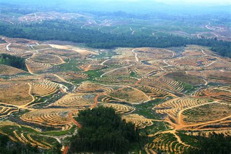 Foto Kerusakan Hutan Kalimantan Terkini Akibat Ekspansi Perkebunan