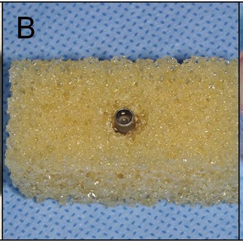 Evaluation Scheme For Microbial Growth Treated Implants Were Rolled On Download Scientific