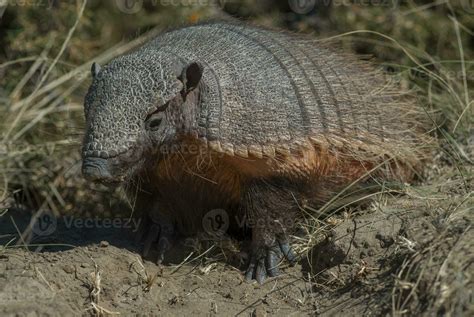 A Small Armadillo In The Grass 26624468 Stock Photo At Vecteezy