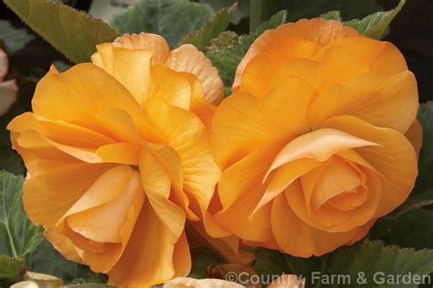 Begonia Tuberhybrida Summertime Photo At Pictures Of Plants Stock Image