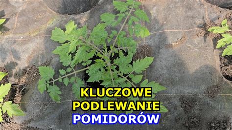 Kluczowe Podlewanie Pomidor W Uprawa Pomidor W Krok Po Kroku Jak