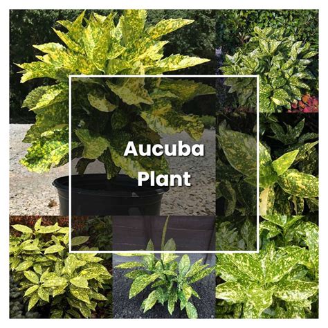 How To Grow Aucuba Plant Plant Care Tips Norwichgardener