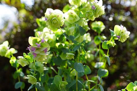 11 of the Best Culinary and Ornamental Oregano Varieties