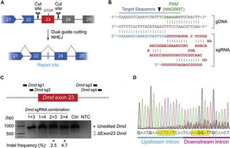 Crispr Cas9 Mediated Dmd Exon 23 Excision In Cell Culture A Schematic Download Scientific