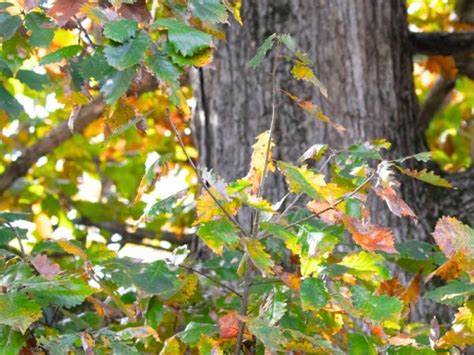 Swamp Chestnut Oak Quercus Michauxii Garden Center Point