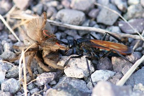 Photograph Of Tarantula Hawk Wasp With Tarantula