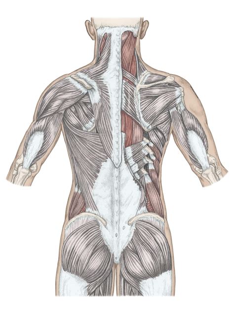 Chapter Spine And Thorax